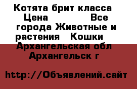 Котята брит класса › Цена ­ 20 000 - Все города Животные и растения » Кошки   . Архангельская обл.,Архангельск г.